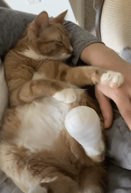 健康診断をはじまーす♪ お医者さんごっこに付き合ってくれる猫さん。