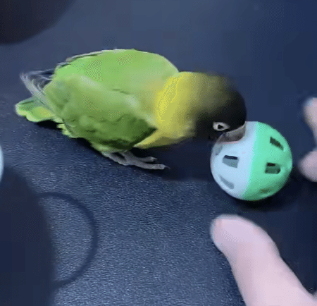 賢すぎるっ！ なんでも自分でできちゃう鳥さん。