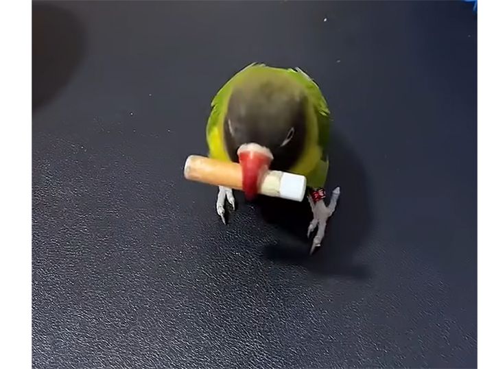 賢すぎるっ！ なんでも自分でできちゃう鳥さん。