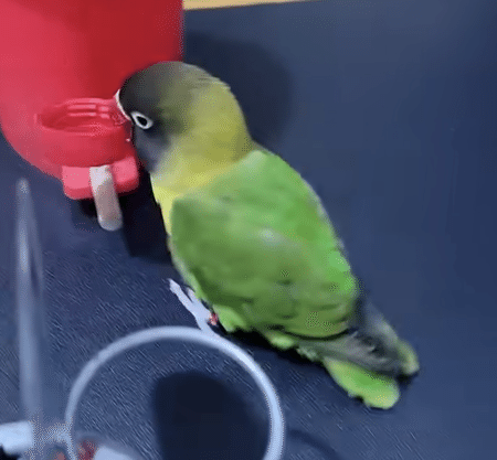 賢すぎるっ！ なんでも自分でできちゃう鳥さん。