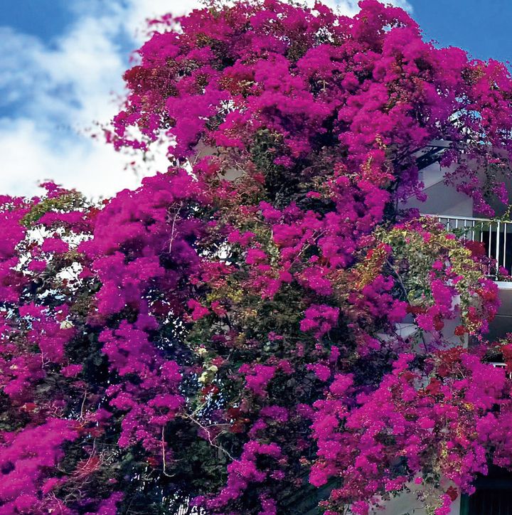 マキさん英会話