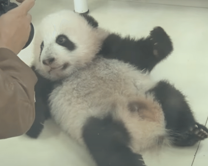 可愛く撮ってね〜♪ 写真写りバッチリの子パンダ。