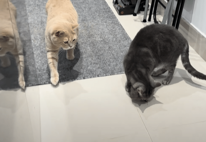 [虫出演] 部屋の中に大きな蜘蛛が！ 猫ハンターが出動！