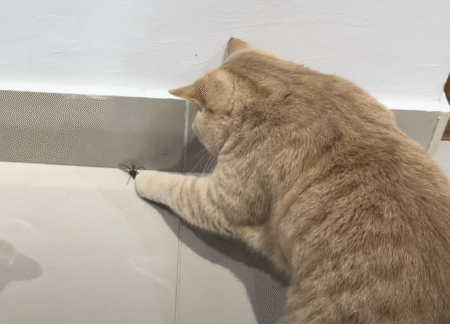 [虫出演] 部屋の中に大きな蜘蛛が！ 猫ハンターが出動！
