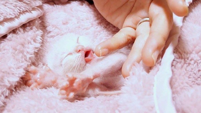 口を開ける子猫