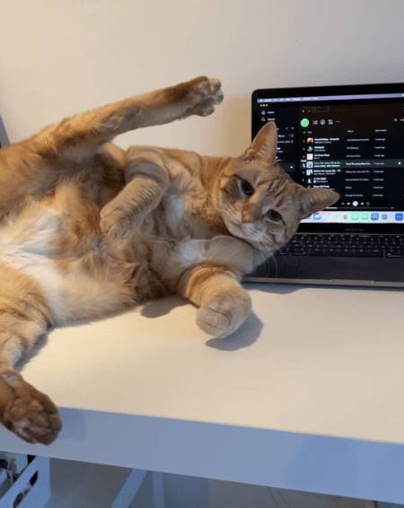 猫のポーズが気になってお仕事に集中できない！