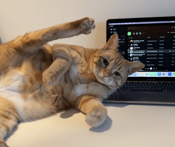 猫のポーズが気になってお仕事に集中できない！