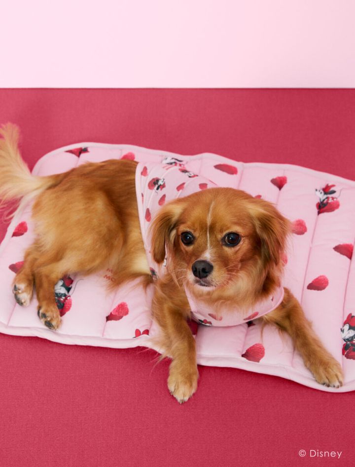 ゴルフの前日もぐっすり寝れそう！ 新コレクションは接触冷感素材の寝具も登場！ 