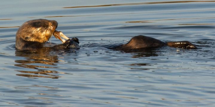 道具を使って貝殻を割る賢いラッコ、実はほとんどが「メス」だった！