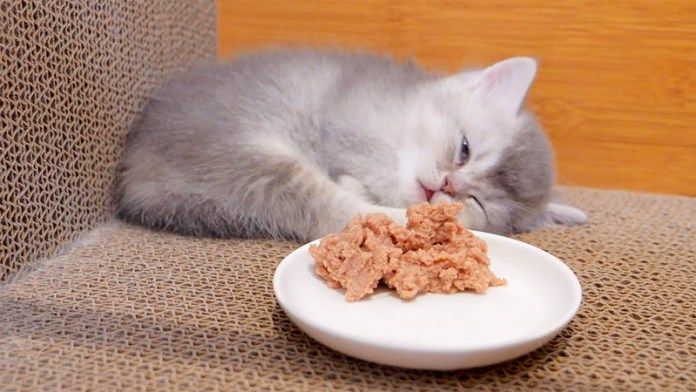 爆睡中の子猫にご飯