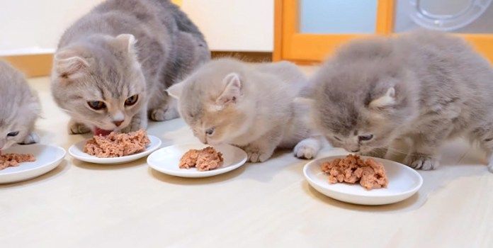 ご飯を食べる猫の親子