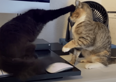 それは食べられません！ 子猫たちと一緒にお仕事できる？