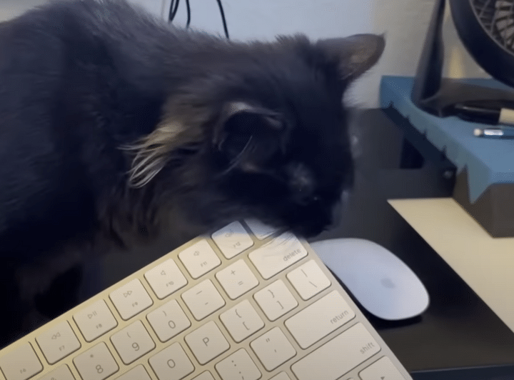 それは食べられません！ 子猫たちと一緒にお仕事できる？