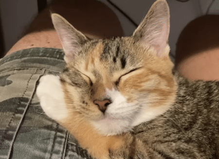 それは食べられません！ 子猫たちと一緒にお仕事できる？