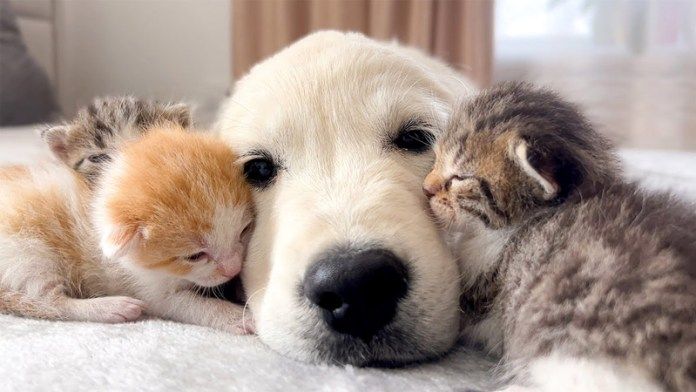 寄り添う子犬と子猫達