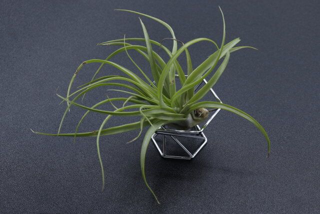 セリアの3D パフスタンド スパイラルにエアプランツを置いた様子