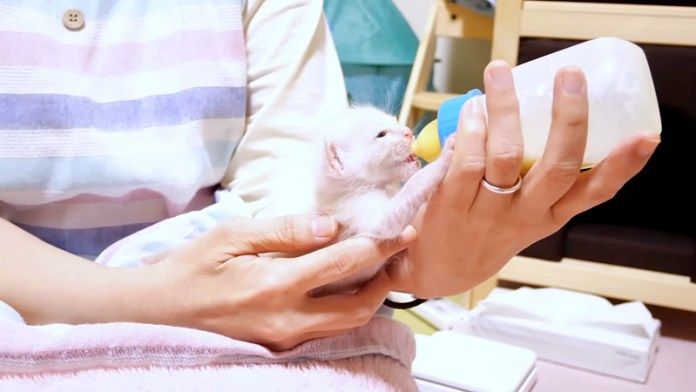 ミルクを飲む子猫