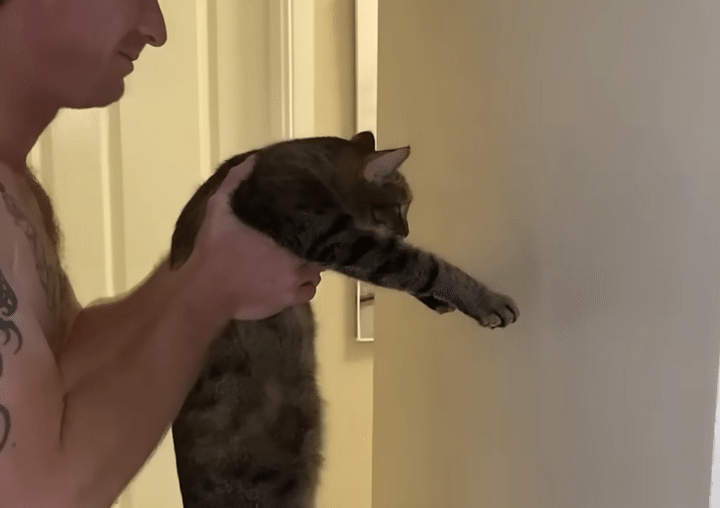 「壁に手をつけたら天才」 猫が挑戦したら判定が難しすぎた。