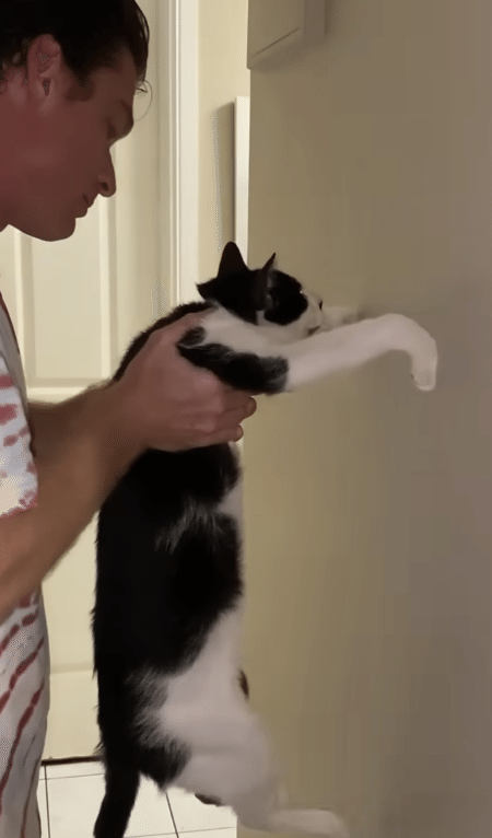 「壁に手をつけたら天才」 猫が挑戦したら判定が難しすぎた。