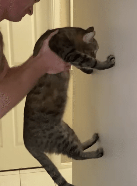 「壁に手をつけたら天才」 猫が挑戦したら判定が難しすぎた。