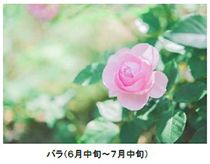 ROKKO 森の音ミュージアム