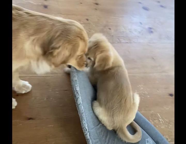 先輩犬「返して！僕のだから！」普段使ってない物でも 子犬が使うと嫉妬しちゃう(笑)