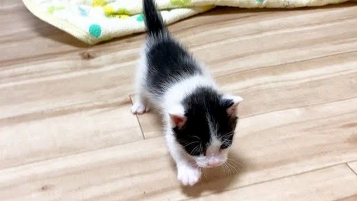 走ってくる子猫