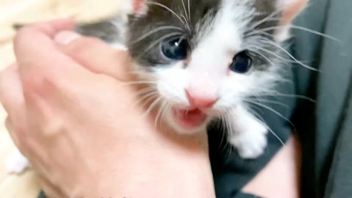 膝の上で甘える子猫