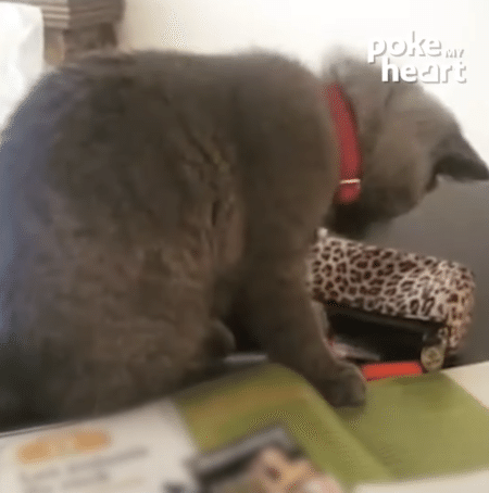 子猫が勉強をお手伝い？ おかげで退屈はしなさそう♪