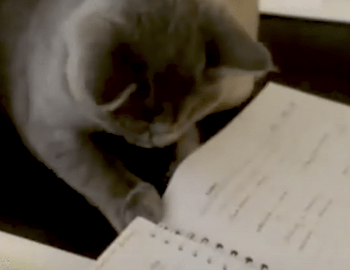 子猫が勉強をお手伝い？ おかげで退屈はしなさそう♪