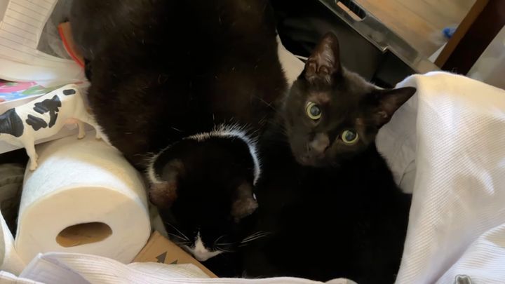 相棒がいればそこが最高の、ベッドになると猫は知ってる