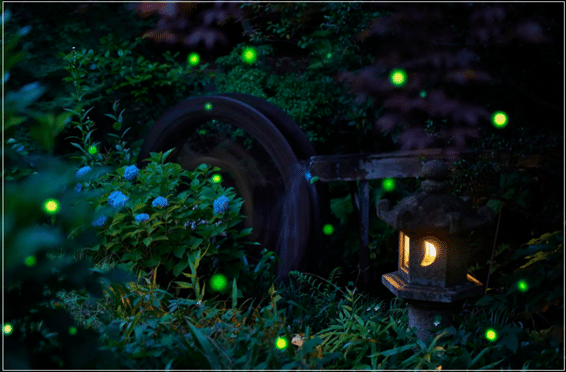 キレイな蛍の画像