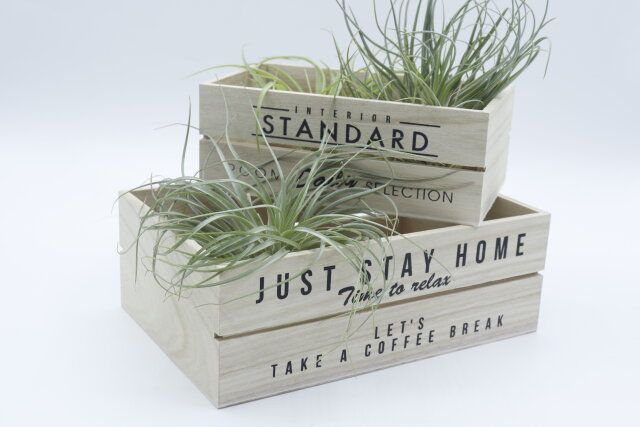 ダイソーの木製カントリーBOX（2枚板、シンプルロゴ）のディスプレイ使用例