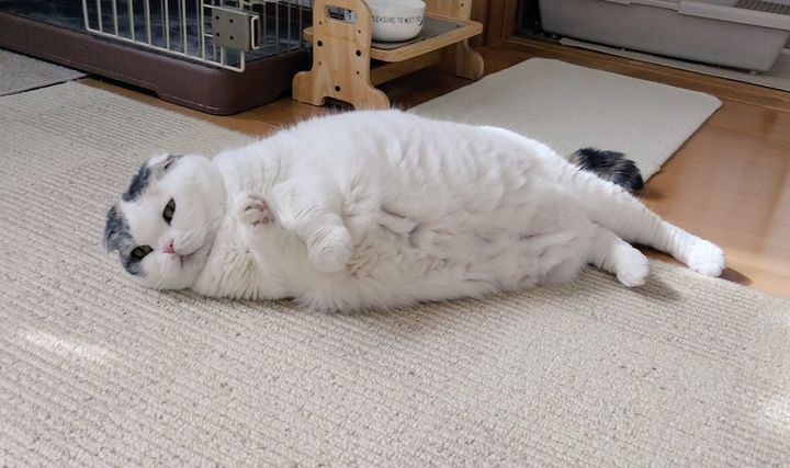 お目々が開いたアザラシ猫のマロンちゃん