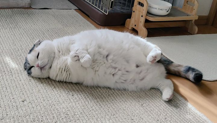 今日も可愛いアザラシが打ち上がりました