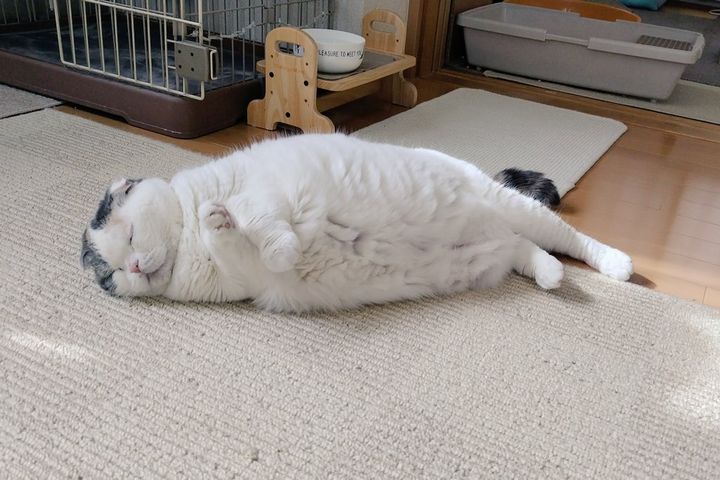 アザラシのように寝ているスコティッシュフォールドのマロンちゃん