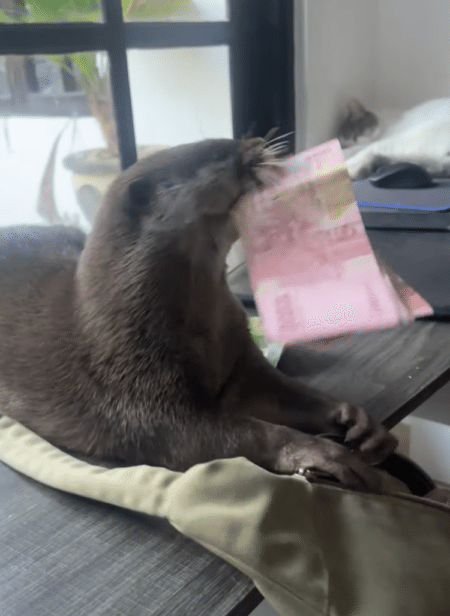 お金をカワウソに盗られたー！ 堂々とした犯行に笑っちゃう！