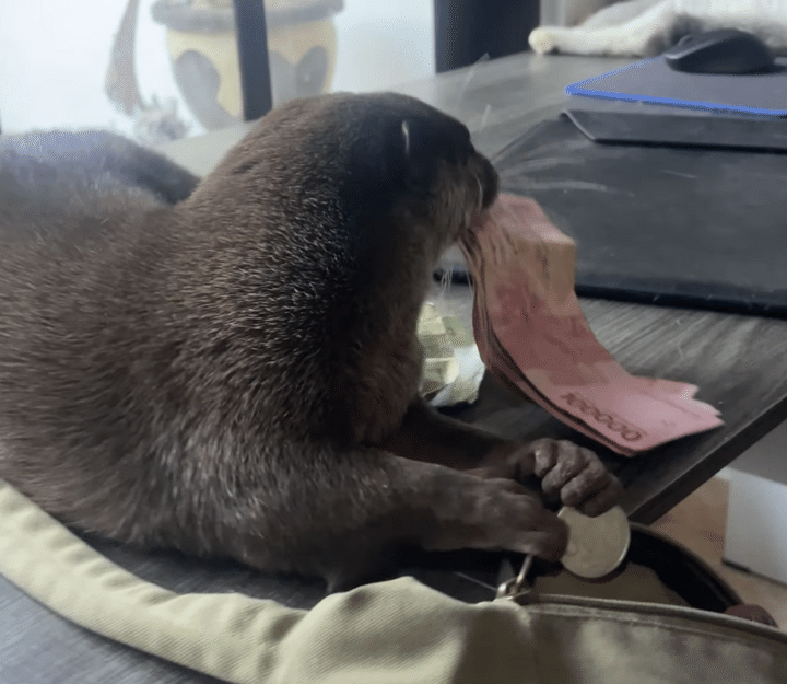 お金をカワウソに盗られたー！ 堂々とした犯行に笑っちゃう！