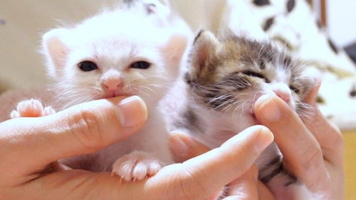 指を吸う子猫達