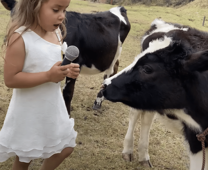 もー！反応が可愛すぎ！ 女の子が子牛にインタビューをしてみたら