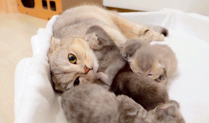 子育てする兄猫