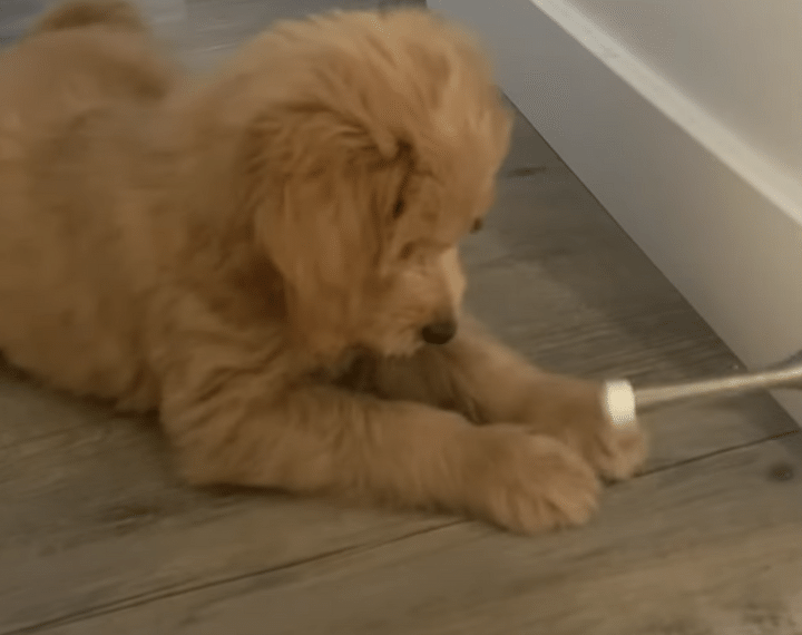 生まれて初めて見たものに興味津々な子犬さん♪