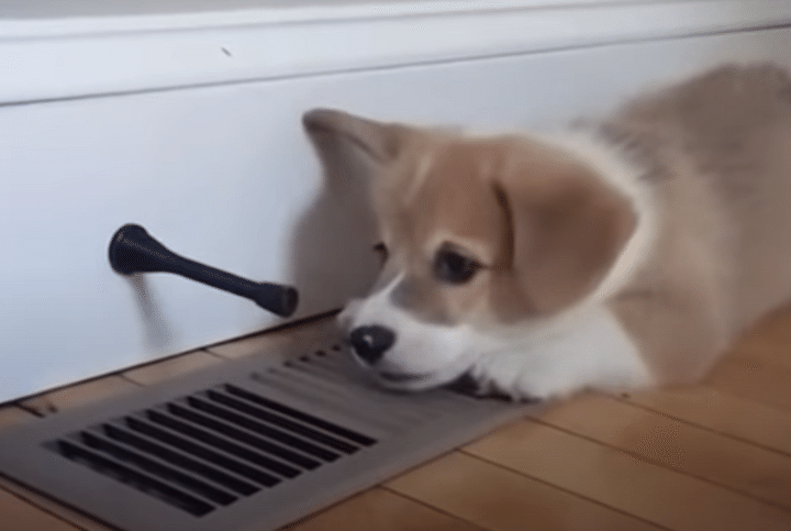 生まれて初めて見たものに興味津々な子犬さん♪