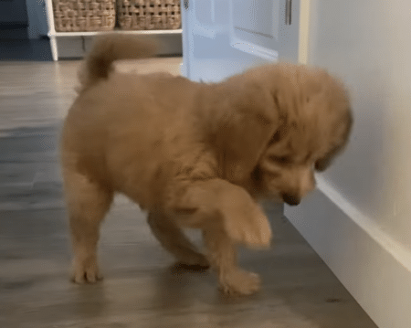 生まれて初めて見たものに興味津々な子犬さん♪
