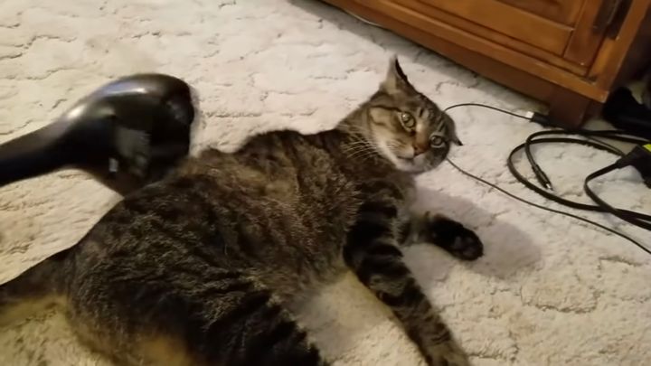 マッサージ機に拘泥執心してる猫、音聞くだけで体が動く