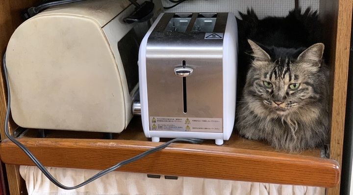 トースターの横に座るまめちゃん