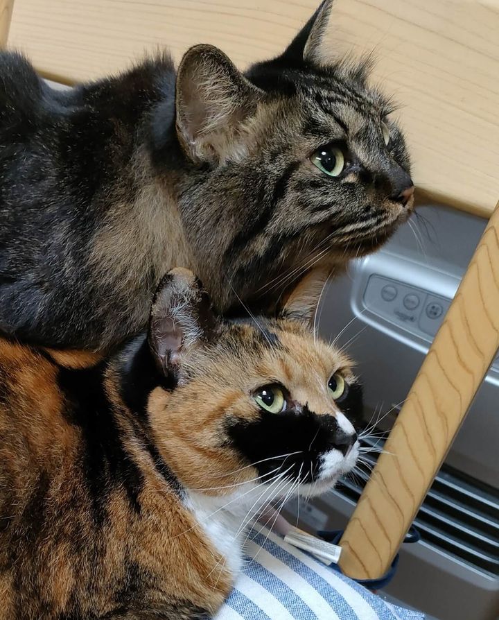 姉妹猫のまめちゃん＆ぽんちゃん