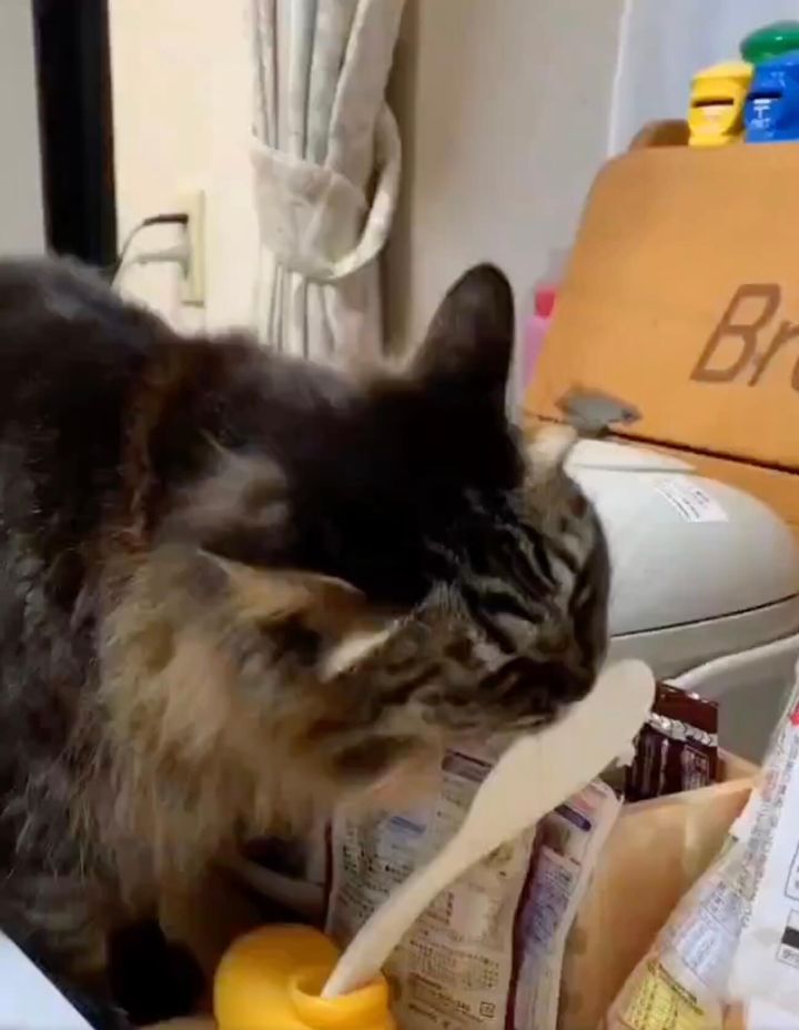 シャモジについたご飯粒を食べるキジトラ猫のまめちゃん