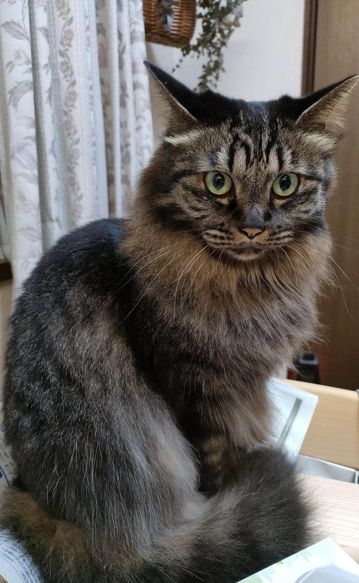 キジトラ猫のまめちゃん