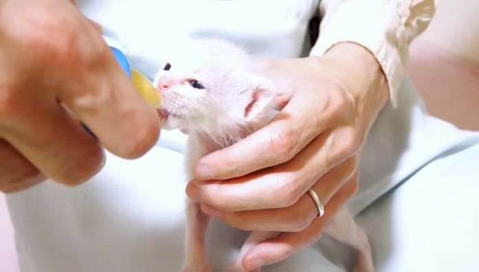 ミルクを飲む子猫